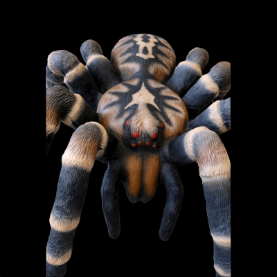 (image for) Leitold 3D Bird Spider