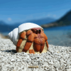 3D-Int Hermit Crab
